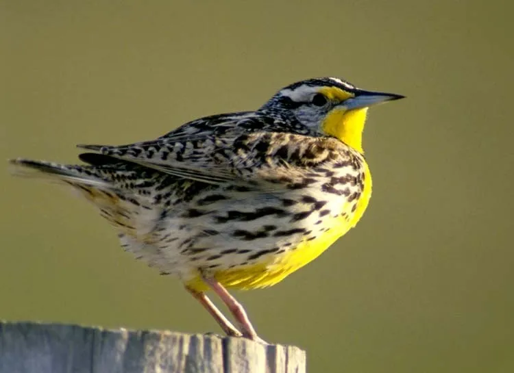 #15 - Western Meadowlarks Face the Same Grassland Squeeze (Public domain)