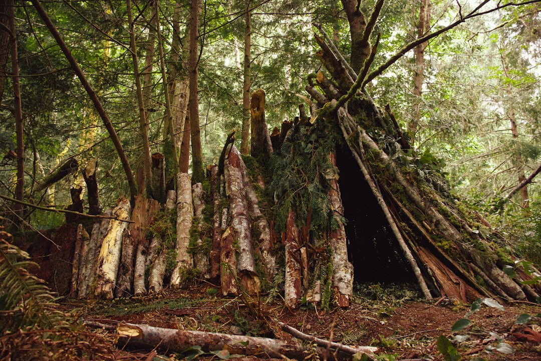 Finding Shelter: A Life-or-Death Decision (Image Credits: Unsplash)