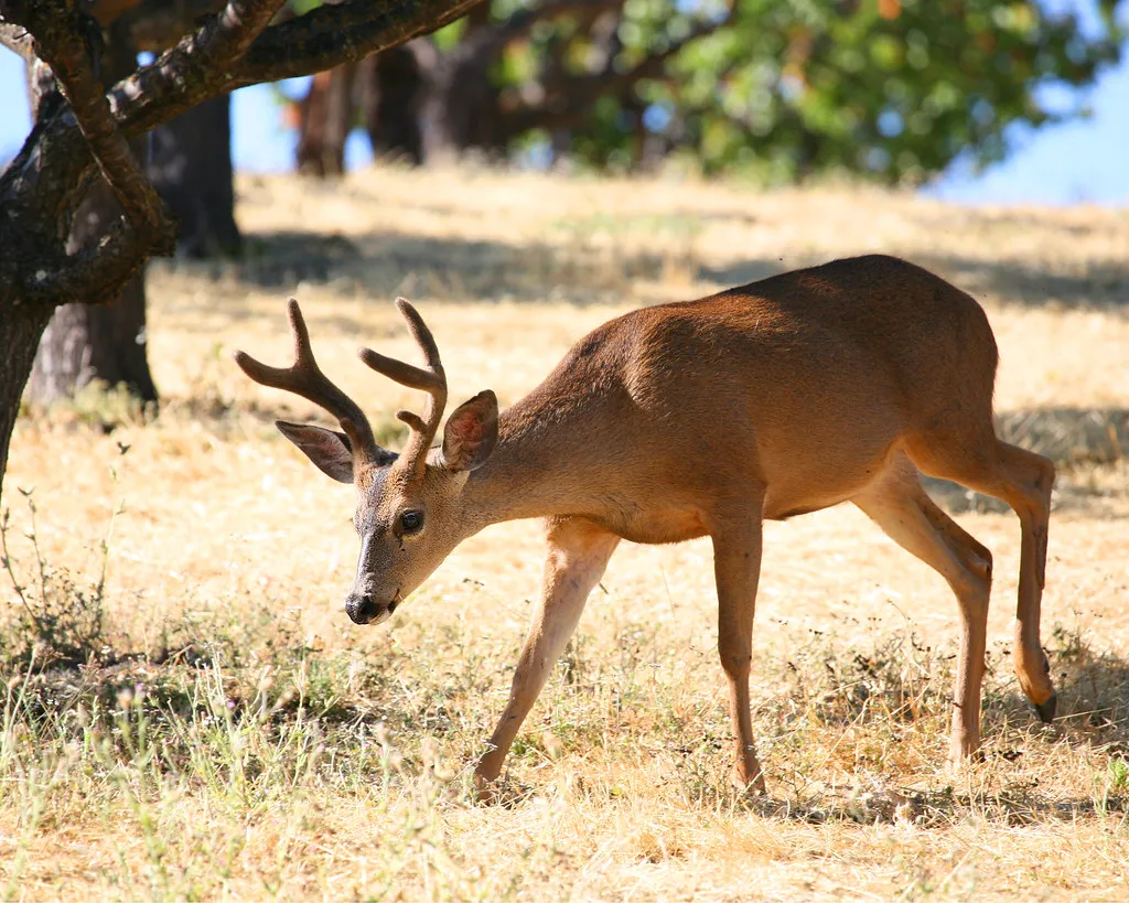 Deer Are Naturally Cautious and Curious (jitze, Flickr, CC BY 2.0)