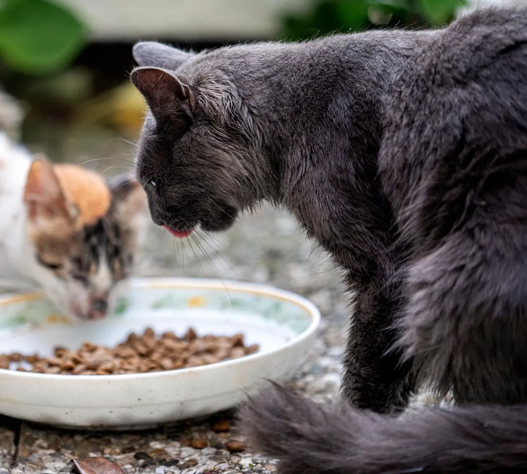 #11 - The Food Bowl Ritual That Quietly Changes (Image Credits: Unsplash)