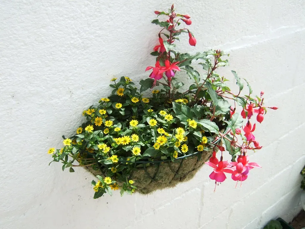 2 Think Vertically With Vines and Hanging Baskets (steve p2008, Flickr, CC BY 2.0)