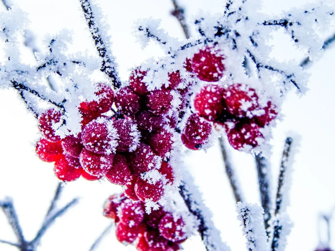 #11: Plant Hedges and Berry-Producing Shrubs (Image Credits: Unsplash)