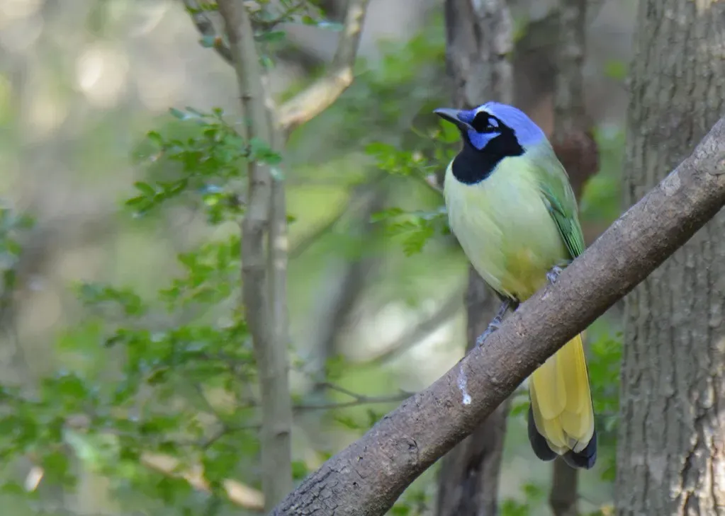 10. Green Jay: Tropical Showoff of South Texas (Wildreturn, Flickr, CC BY 2.0)