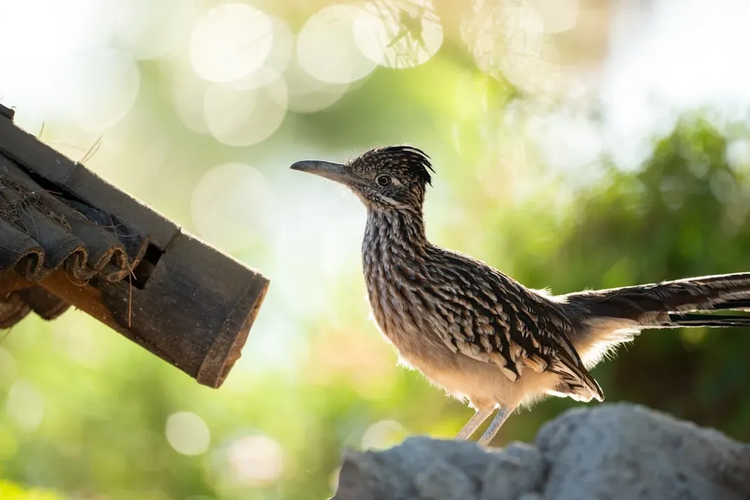 Gemini (May 21 &ndash; June 20): The Roadrunner (Image Credits: Unsplash)