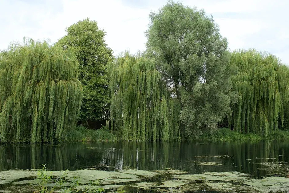 Willows and Aspens Began to Recover (Image Credits: Pexels)