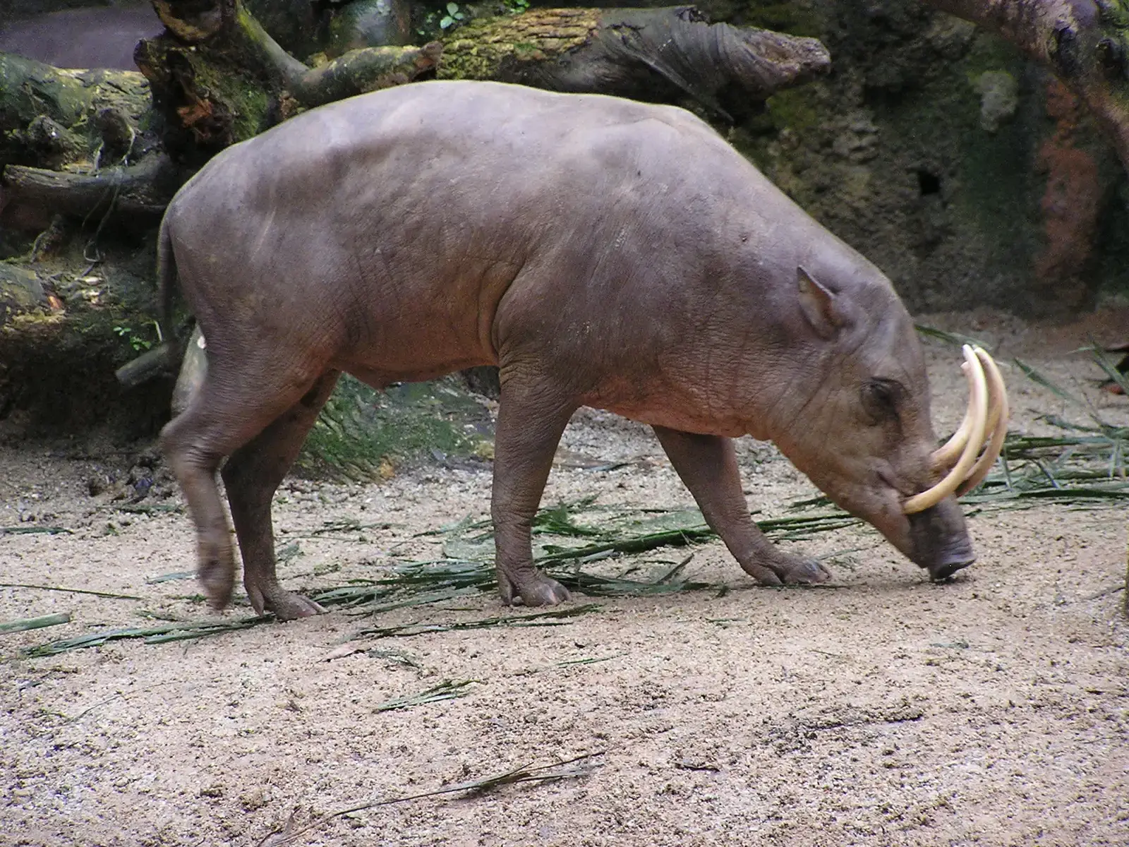 The Babirusa: The Pig with Facial Tusks (Image Credits: Wikimedia)