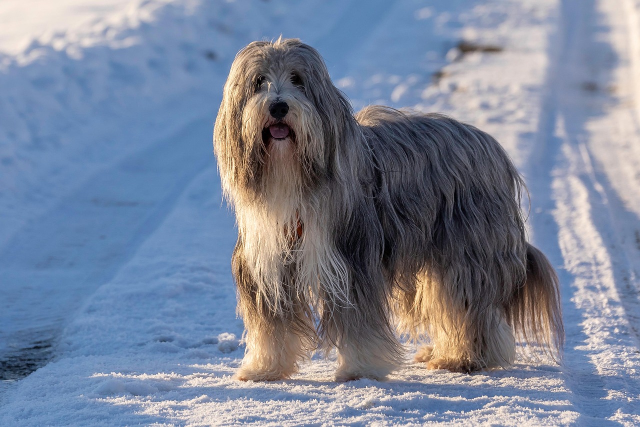 Bearded Collies (Image Credits: Pixabay)