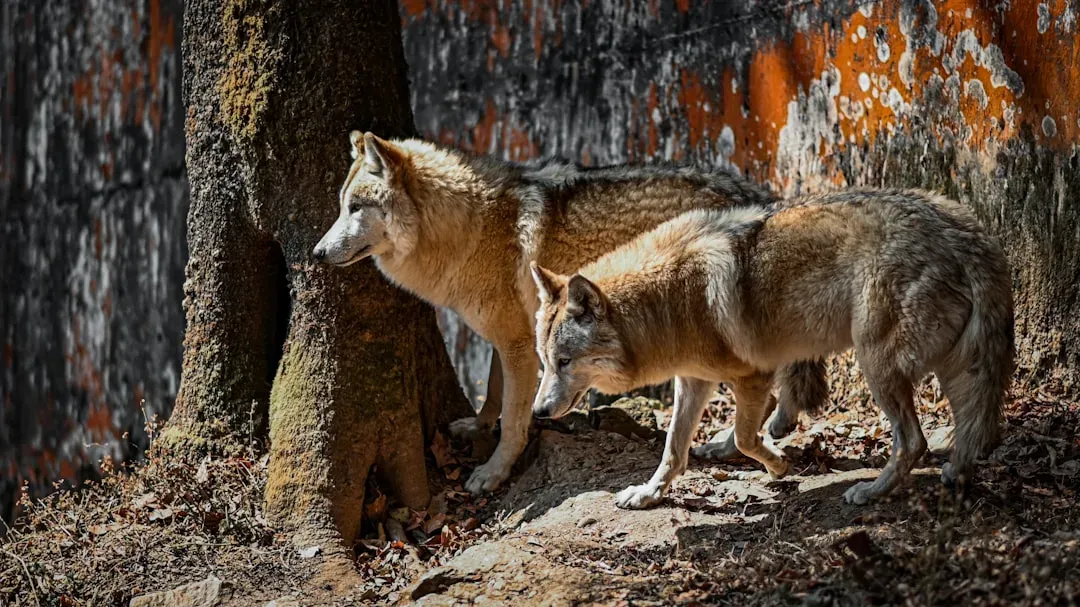 Wolves Have Natural Prey and Rarely Need to Look Elsewhere (Image Credits: Unsplash)