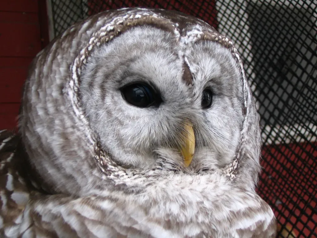 The Symbolism of Wisdom and Mystery (Audubon Center of the North Woods, Flickr, CC BY 2.0)