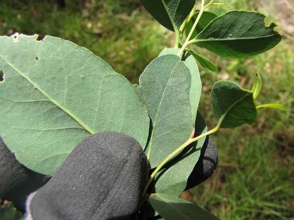 5. Eucalyptus Oil - The Scent That Masks Your Presence (Starr Environmental, Flickr, CC BY 2.0)