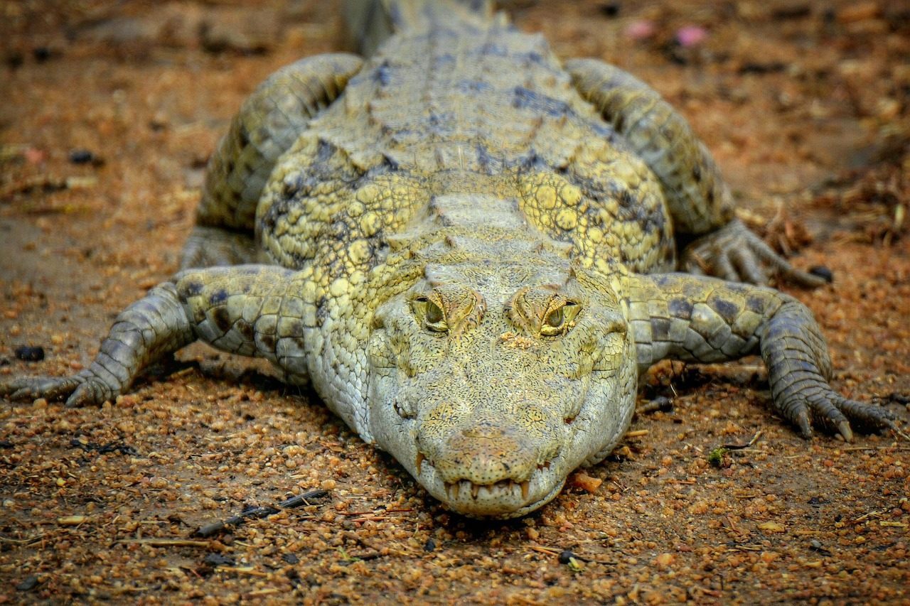 The Legendary Mahamba: Africa's Giant Crocodile (Image Credits: Pixabay)