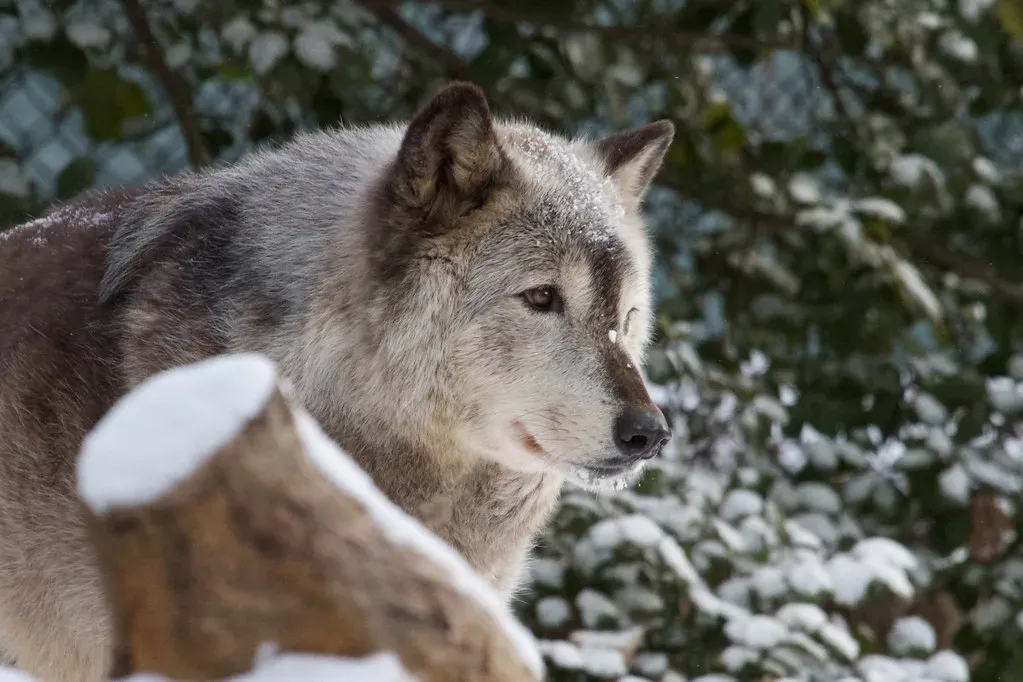 #9 Sagittarius (November 22 &ndash; December 21): The Tundra Wolf (brian.gratwicke, Flickr, CC BY 2.0)