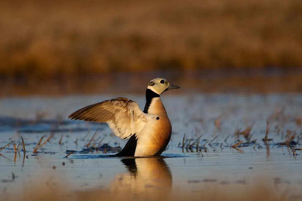 5. Steller's Eider: The Tiniest and Most Threatened Sea Duck (Image Credits: Flickr)