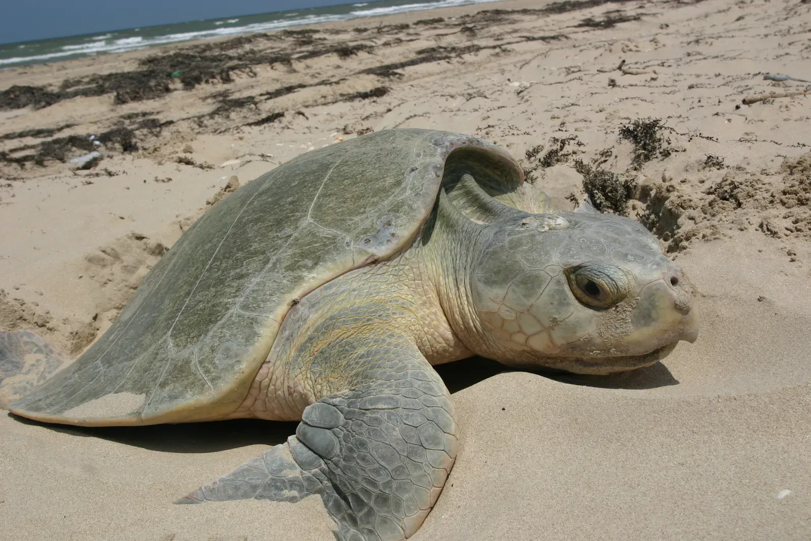 A Tiny Turtle With a Big Problem (Image Credits: Wikimedia)