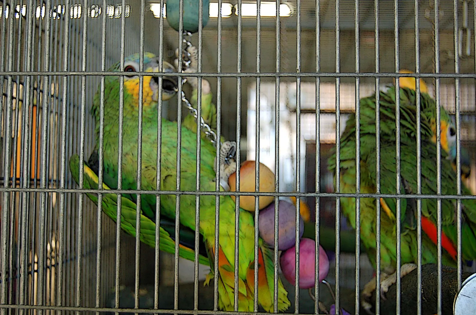 4. Mental Stimulation and Enrichment (originally posted to Flickr as Parrot Play, CC BY 2.0)