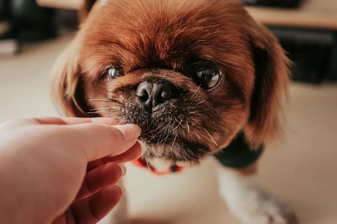 Dogs That Can Sniff Out Disease (Image Credits: Unsplash)
