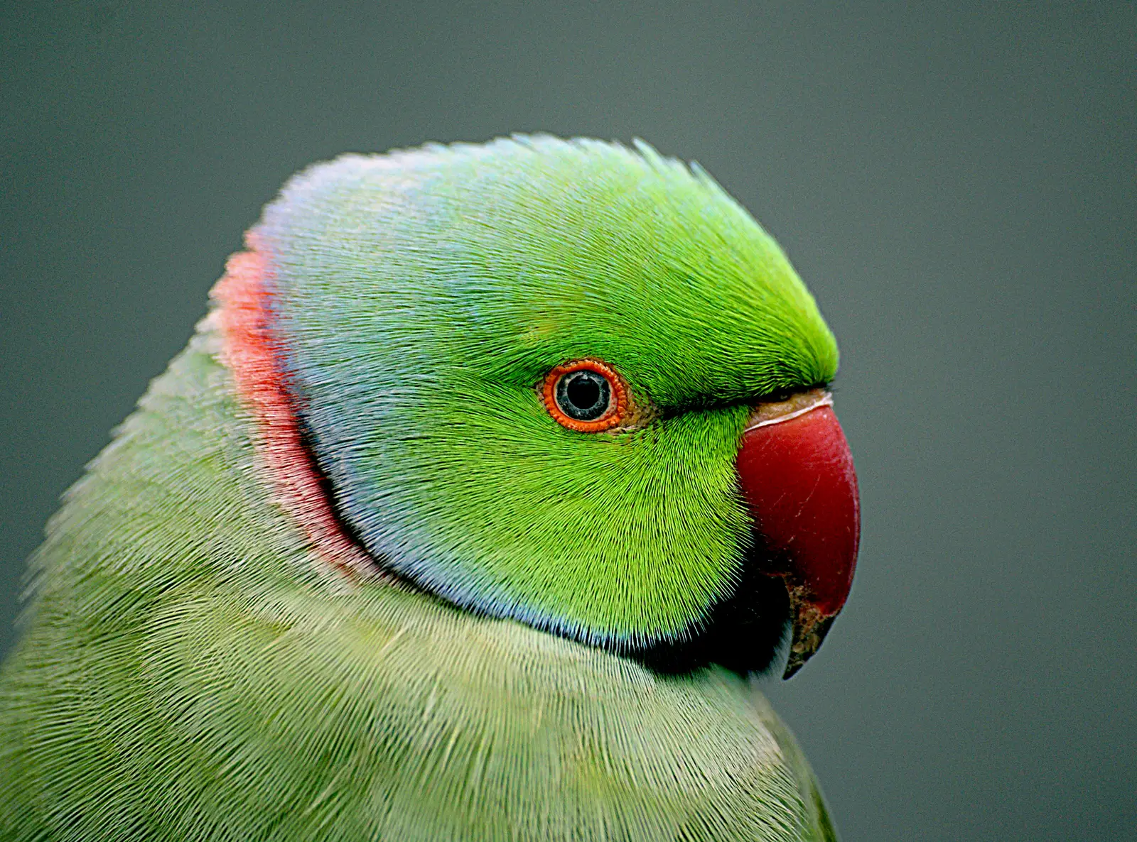 #7 - Indian Ringnecks: Selective to the End (Indian Ringneck parrot. (Psittacula krameri),, CC0)