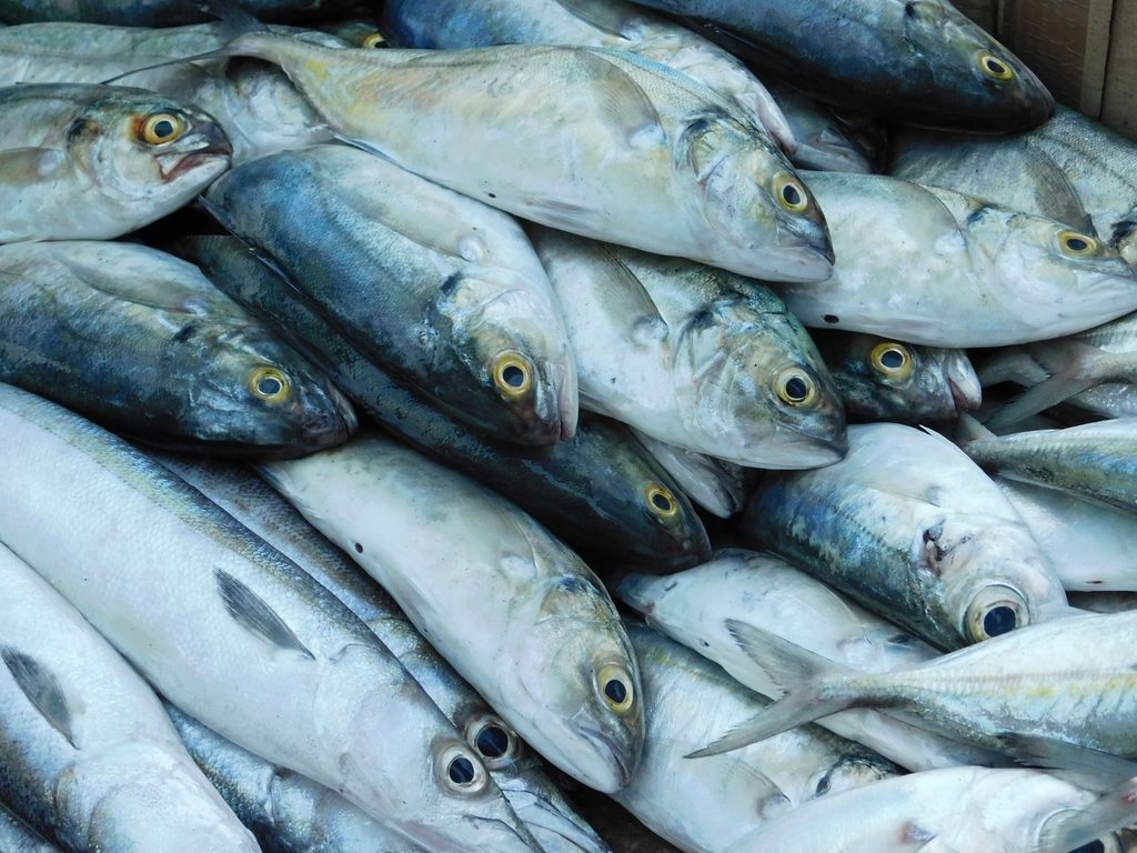 California: Major Consumer Market Despite Fishing Challenges (Image Credits: Rawpixel)