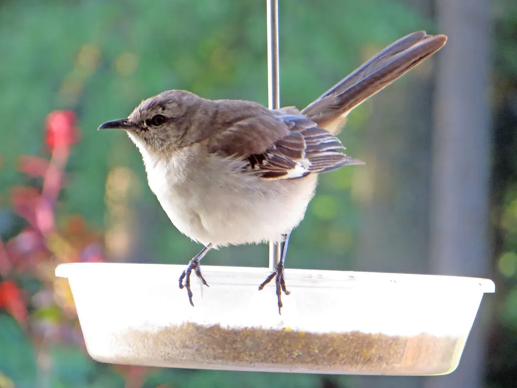 1. Leave Some Seed Heads Standing Instead of Cutting Everything Back (611catbirds, too, Flickr, CC BY 2.0)