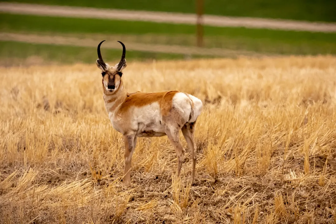They Run Like They&rsquo;re Still Being Chased by Cheetahs (Image Credits: Unsplash)