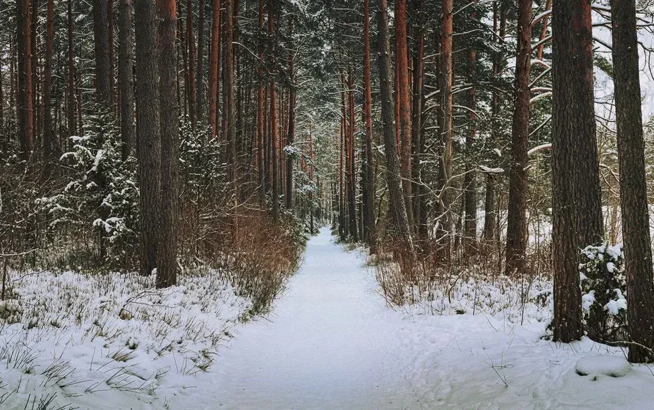 Eastern White Pine (Image Credits: Pexels)