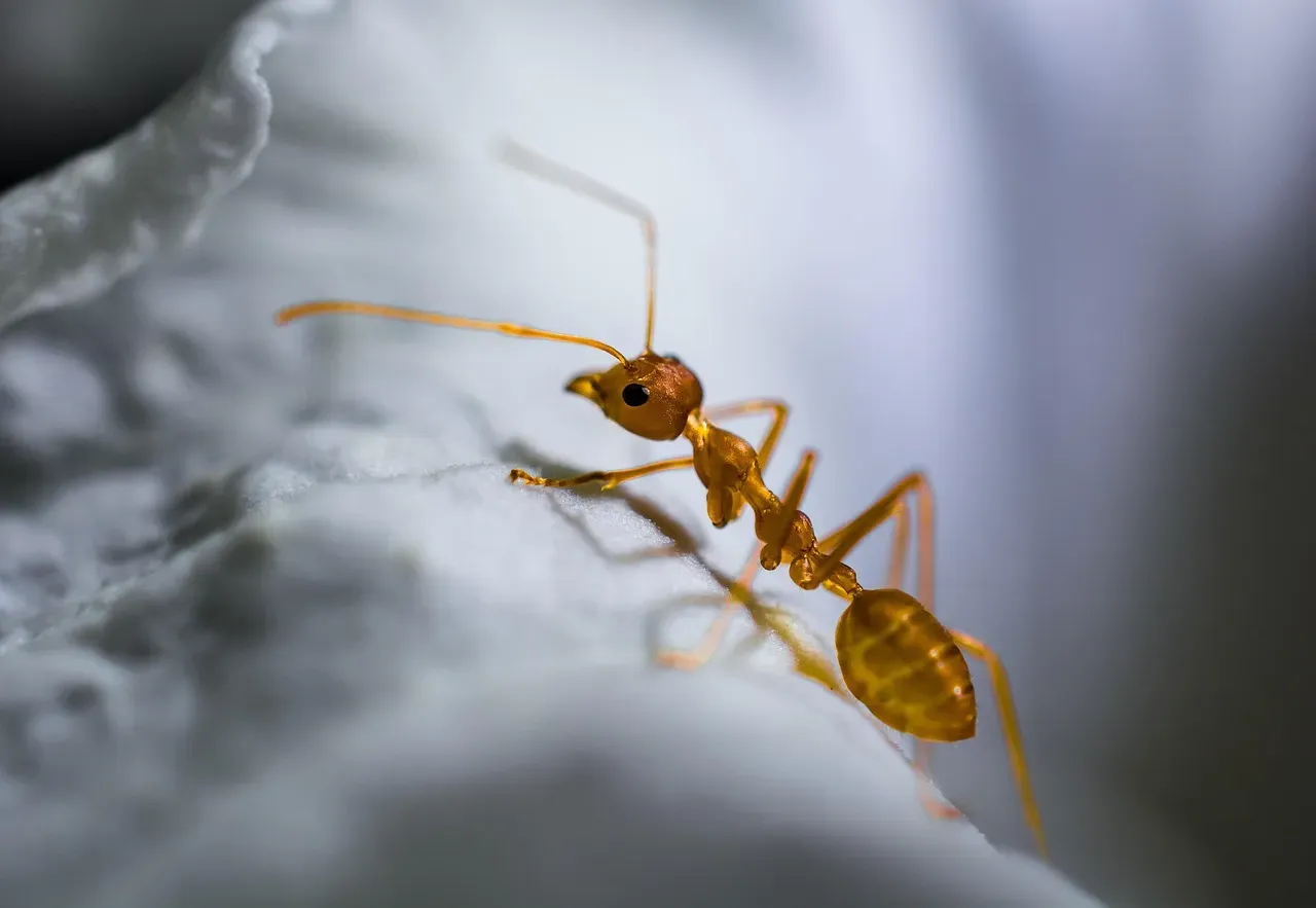 Fire Ants: The Aggressive Ground Invaders (Image Credits: Pixabay)