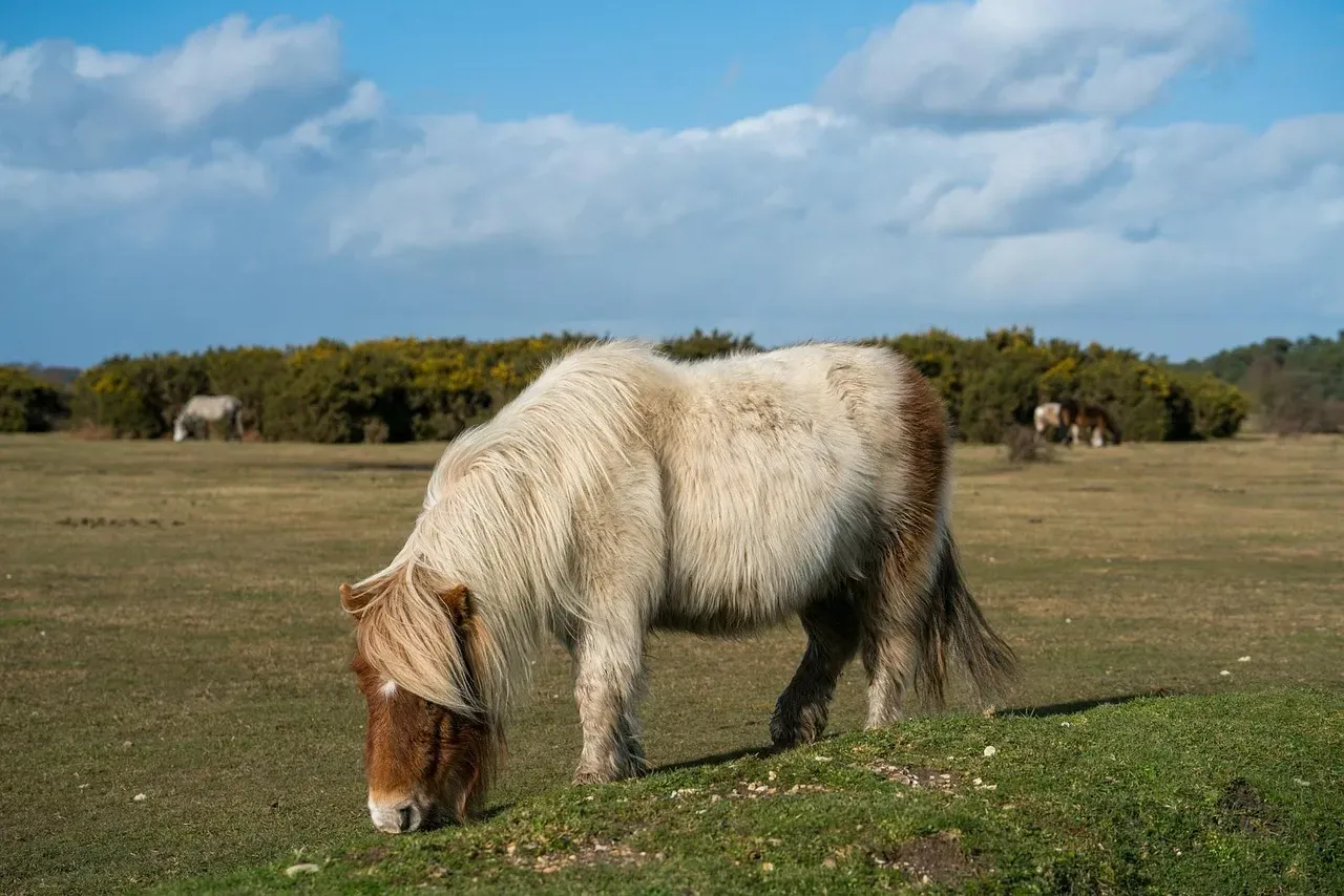 #4 – Miniature Horse (Image Credits: Pixabay)