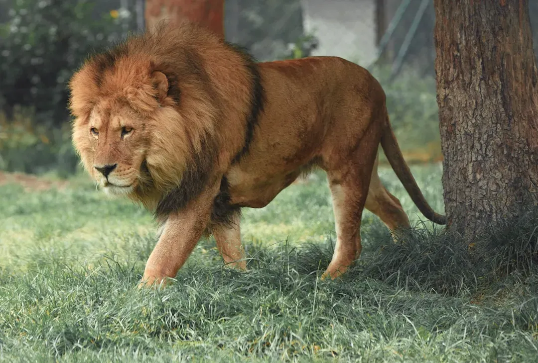 #5 Leo (July 23 – August 22): Hunting and Tracking (Image Credits: Unsplash)
