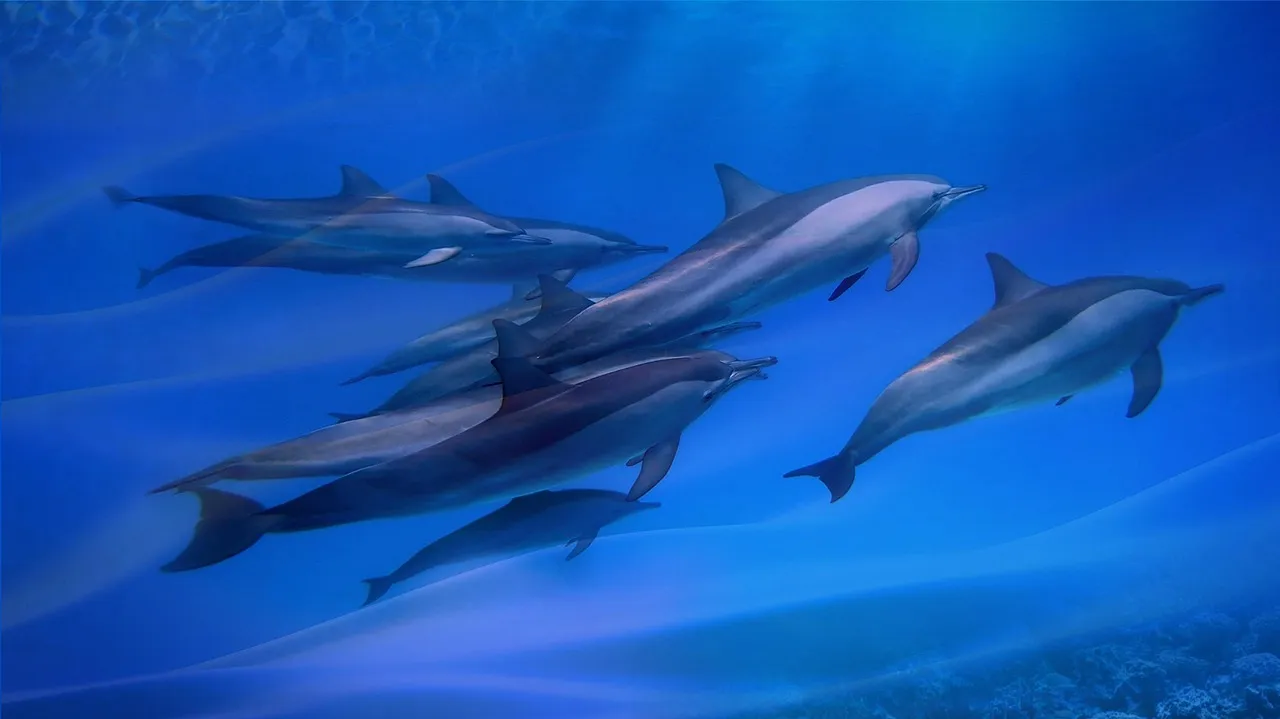 Implications for Dolphin Culture and Adaptability (Image Credits: Pixabay)