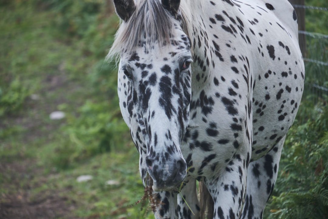 Sagittarius: The Appaloosa (Image Credits: Unsplash)