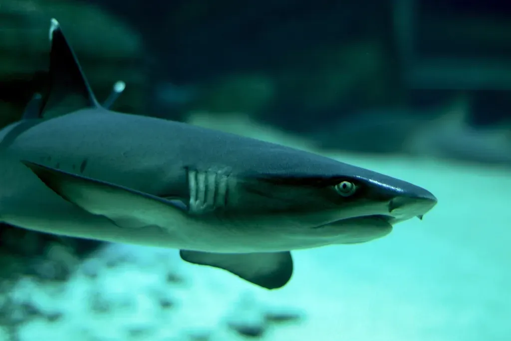 Virgo: The Whitetip Reef Shark (Image Credits: Rawpixel)