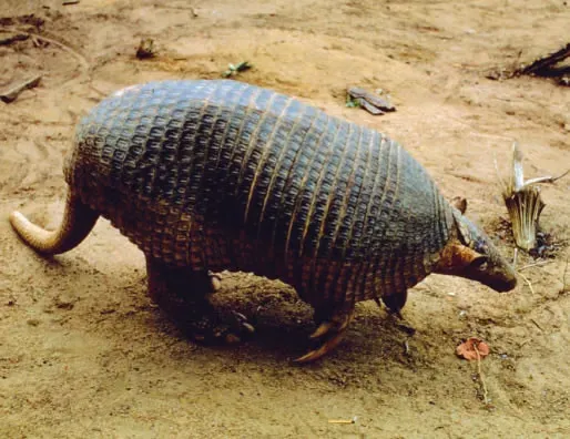 #8 Their Name Comes From the Aztecs and the Spanish (amareta kelly, Flickr, CC BY 2.0)