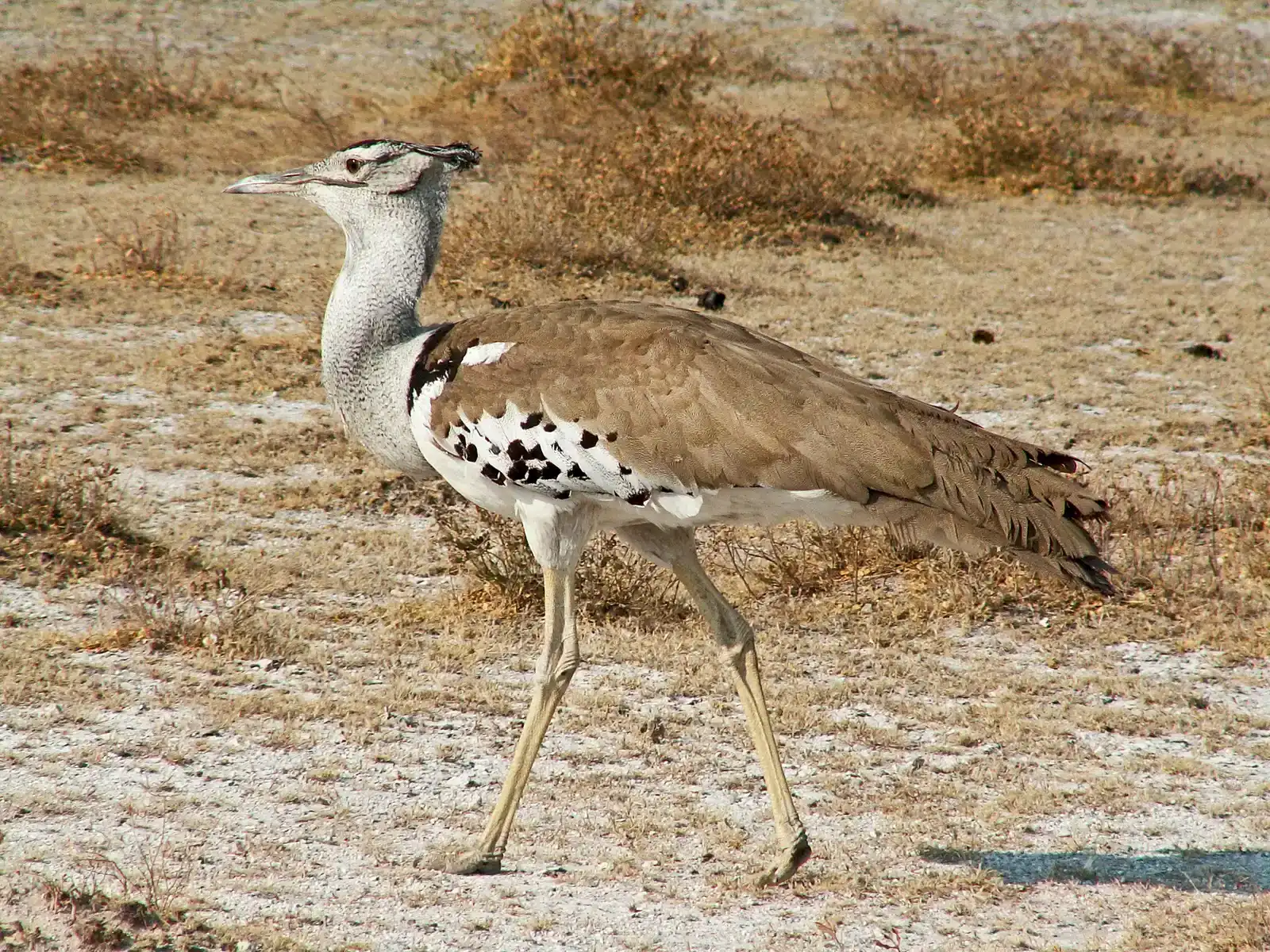 5. Its Diet Is as Diverse as the African Landscape (By Winfried Bruenken (Amrum), CC BY-SA 2.5)