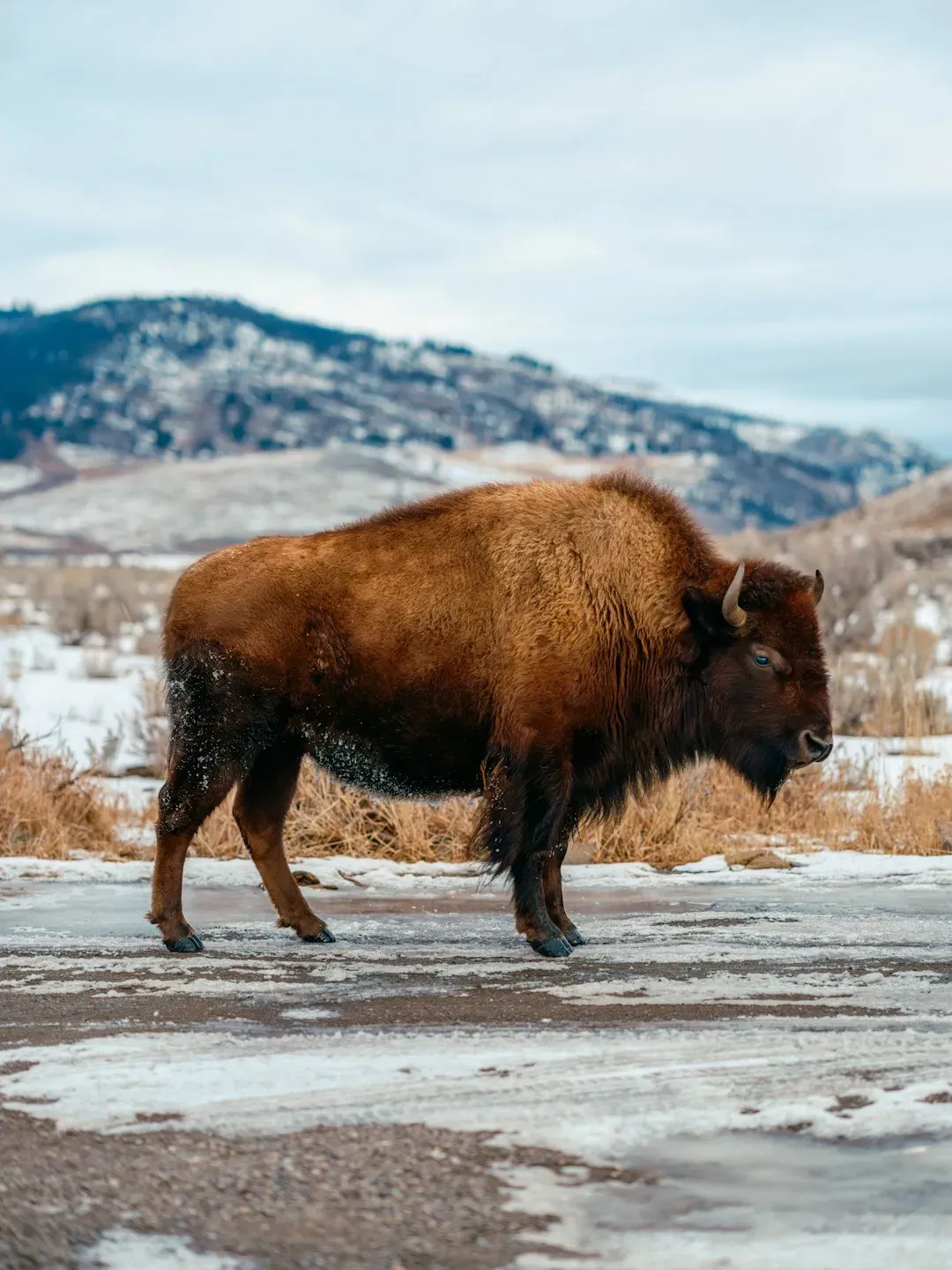 #3: Never Ignore the Warning Signs Before a Charge (Image Credits: Unsplash)