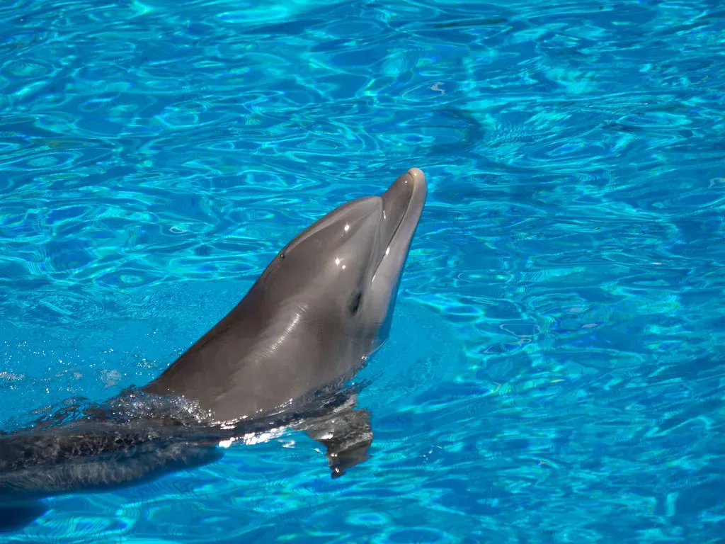 Pisces: The Dolphin Navigates Emotional Depths (Image Credits: Flickr)