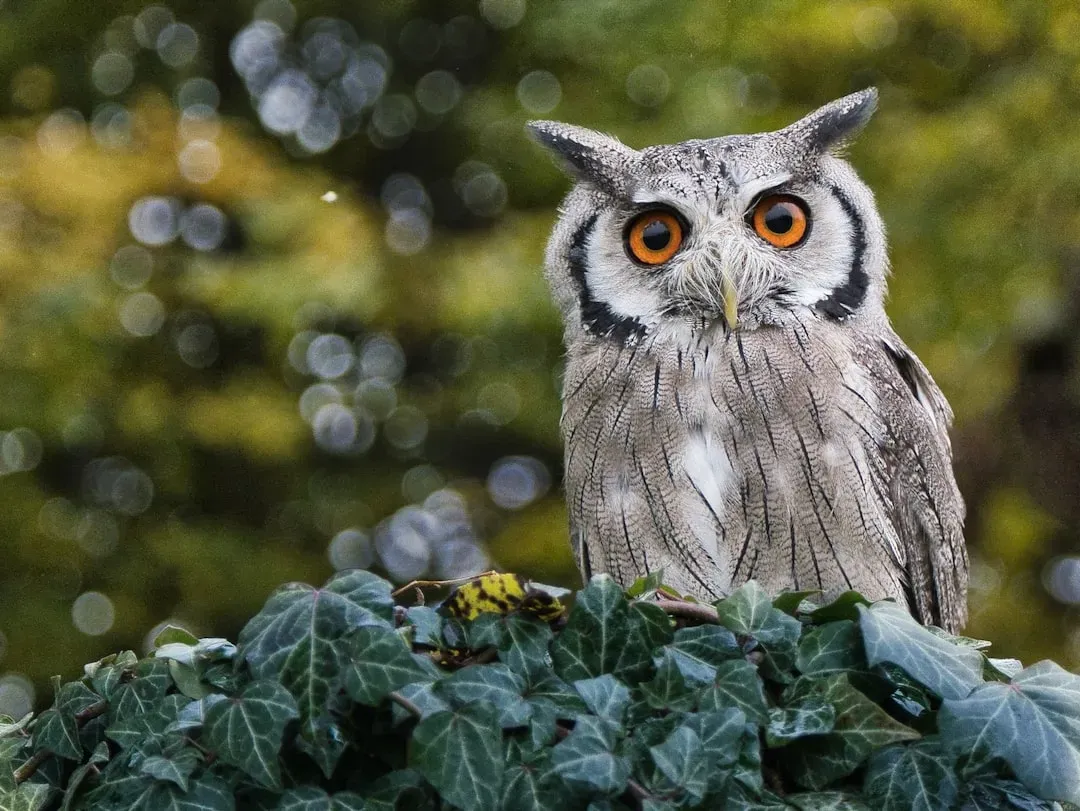 Roots in Mythology and Folklore (Image Credits: Unsplash)
