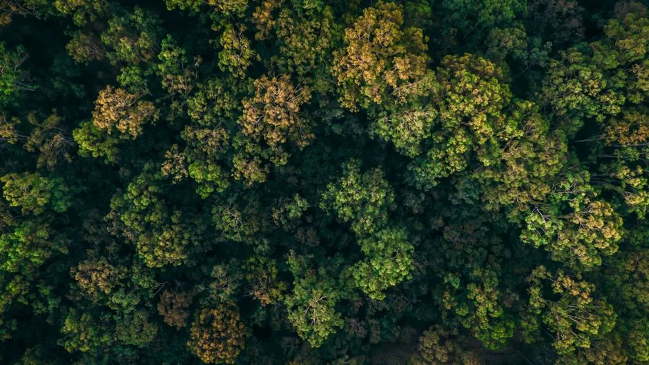 #12 - The Hidden Carbon Vault We Didn't Know Forests Were Guarding (Image Credits: Pexels)