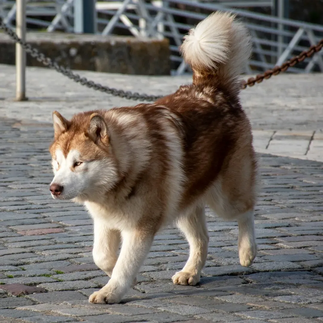 Fear, Submission, and the Low-Tail Wag You Should Never Ignore (Image Credits: Unsplash)