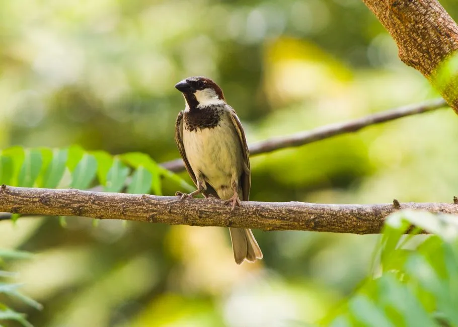 #20 - You Recognize Individual Birds by Their Markings (Image Credits: Pexels)