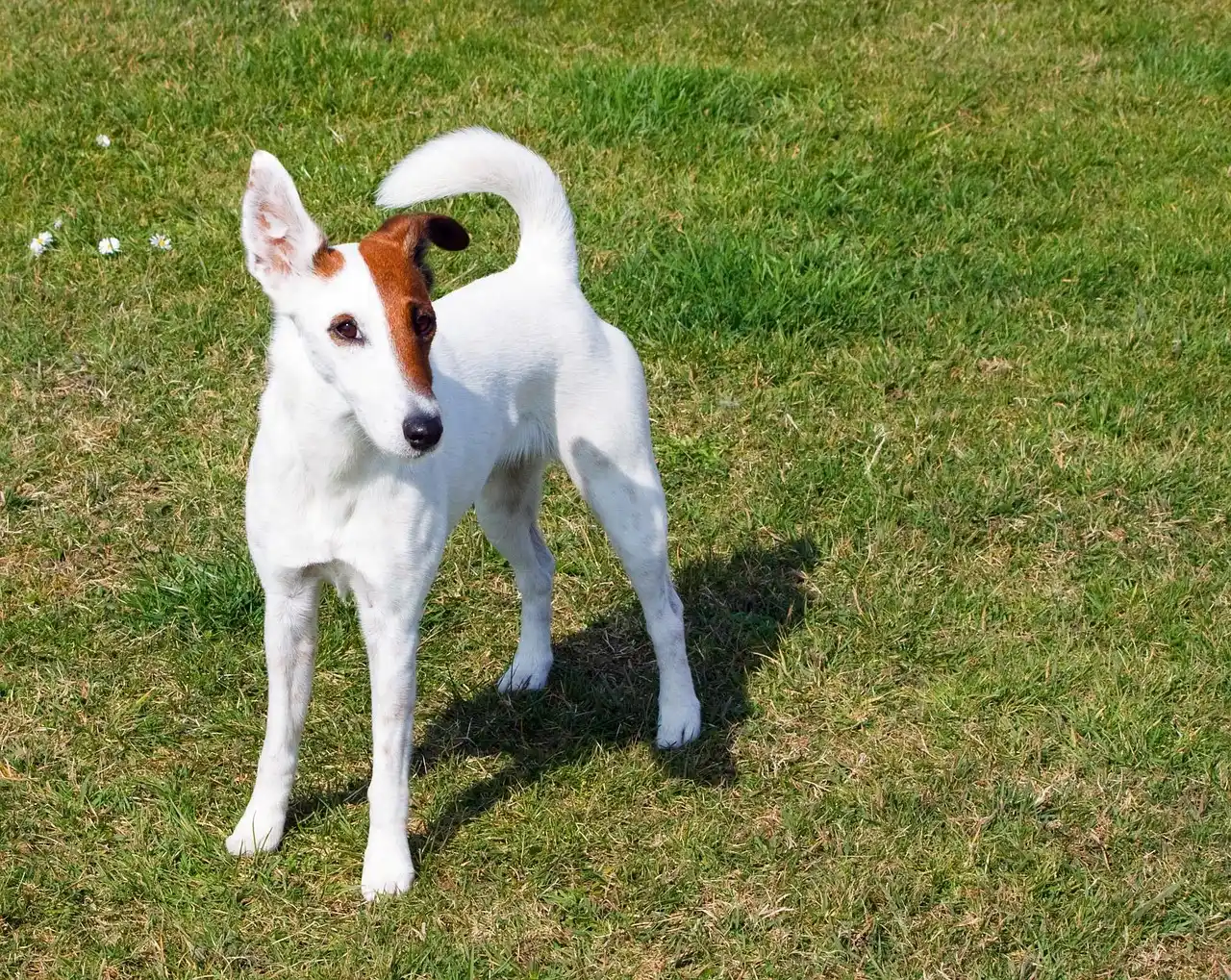 #4 - Smooth Fox Terrier: Original, Overshadowed, Overlooked (Image Credits: Pixabay)