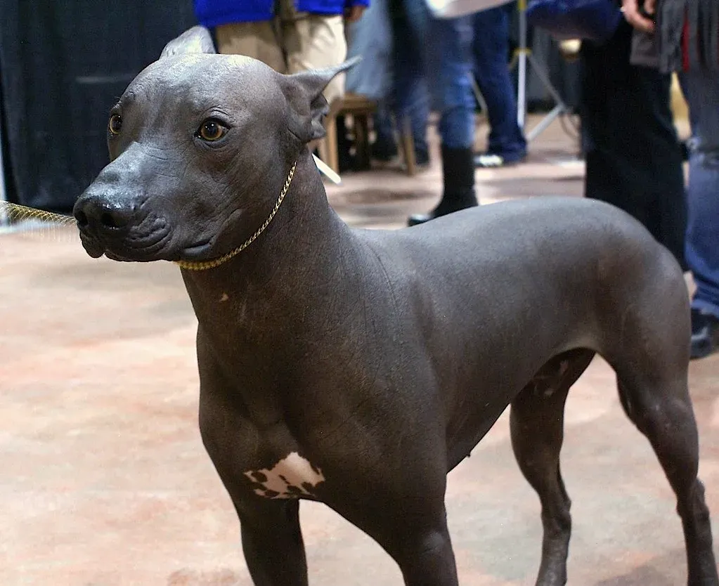 Xoloitzcuintli: The Aztec Sacred Dog (Image Credits: Flickr)