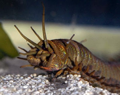 Bobbit Worm - The Ocean's Hidden Chainsaw (Image Credits: Wikimedia)