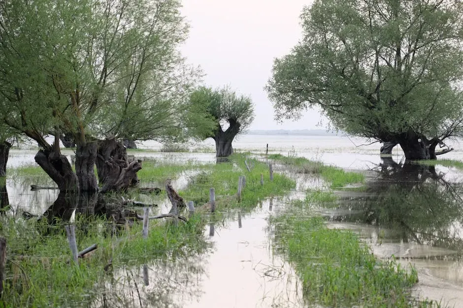 Wetlands as a Hurricane Buffer, and What Their Loss Means (Image Credits: Pexels)