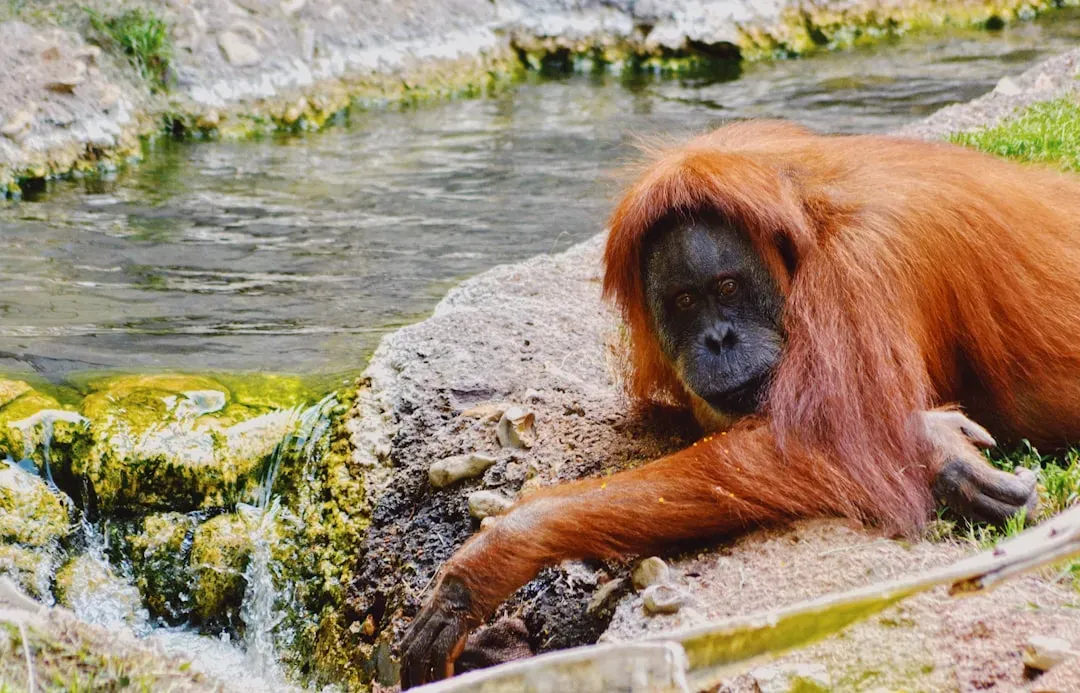 Orangutans: The Quiet Geniuses (Image Credits: Unsplash)