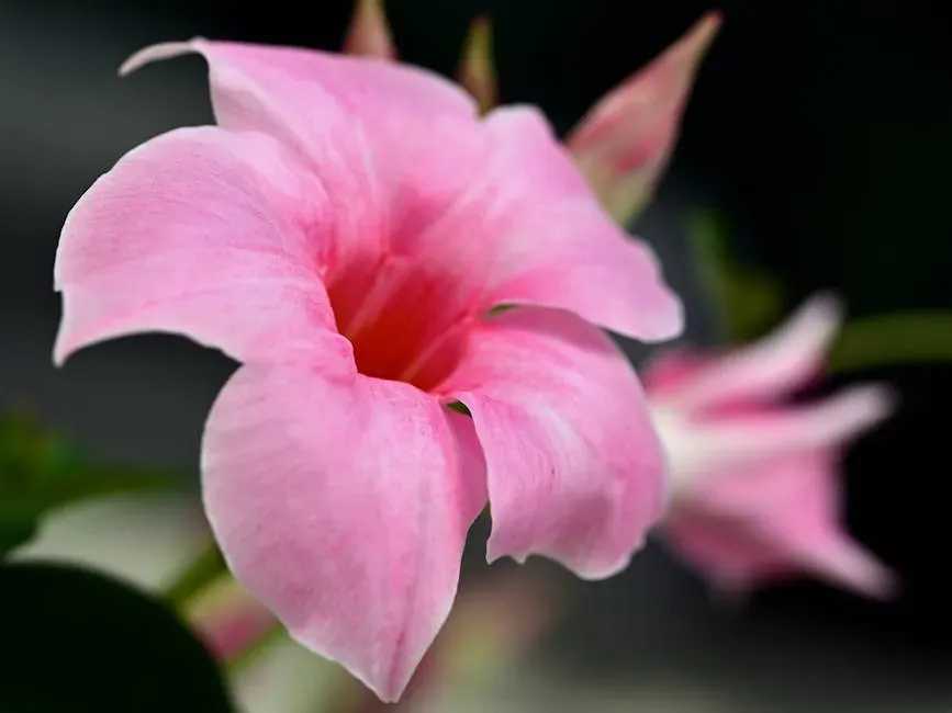 15. Mandevilla (Image Credits: Pexels)