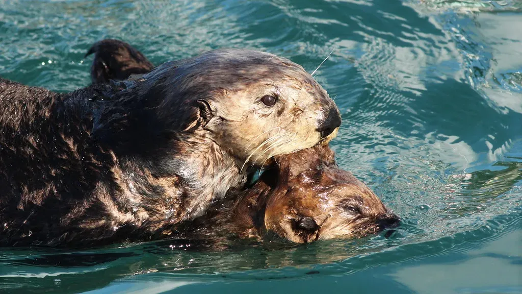 6. Sea Otters Cradle Their Pups on Their Chests and Wrap Them in Kelp (~Shanth, Flickr, CC BY-SA 2.0)
