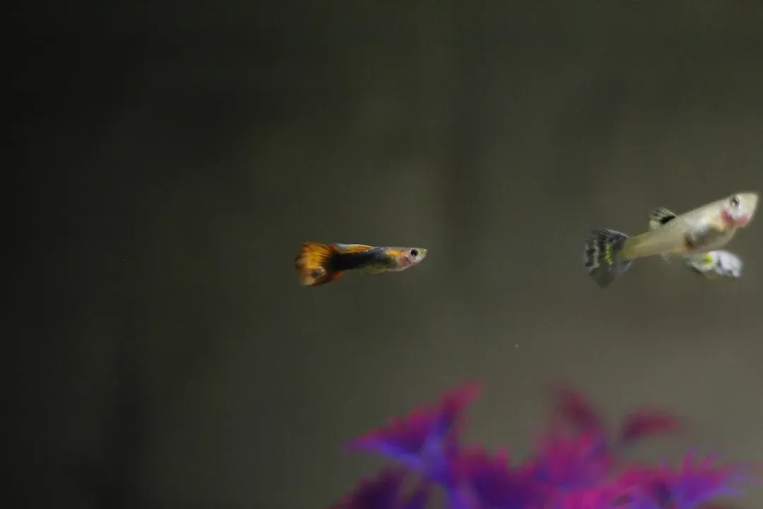 A Fish So Tiny It Was Almost Microscopic (Image Credits: Unsplash)