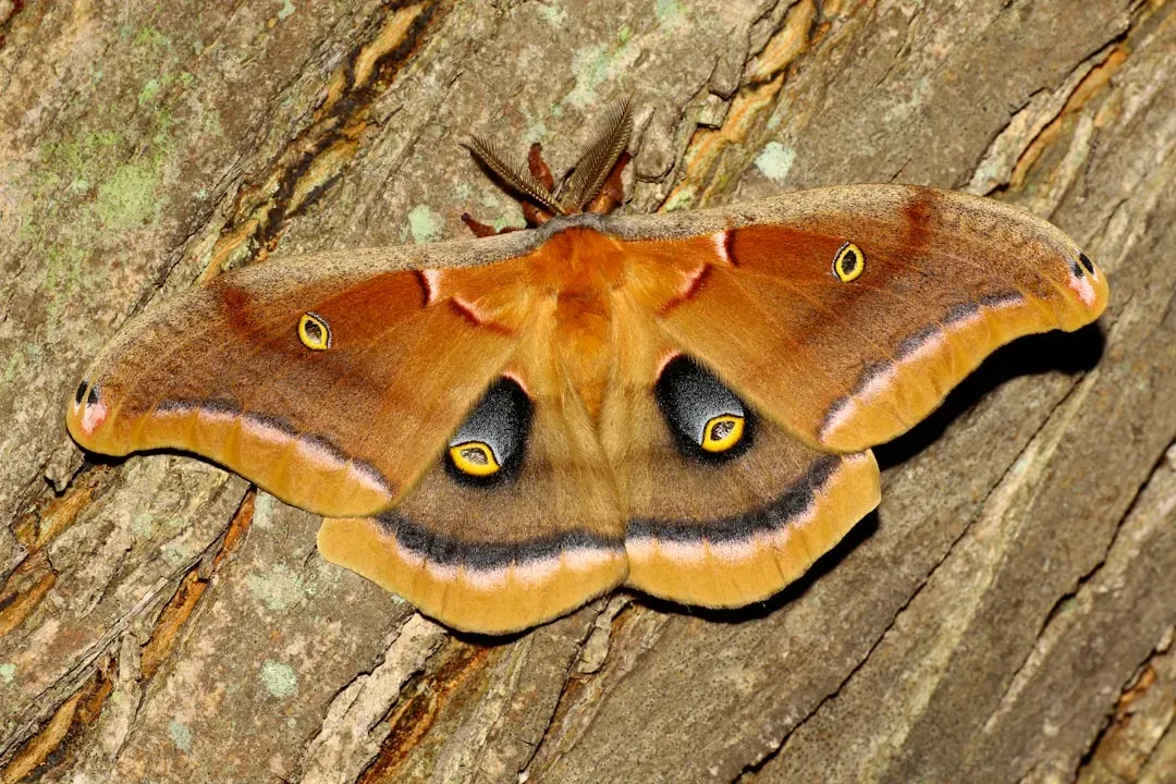 Polyphemus Moth (Image Credits: Unsplash)