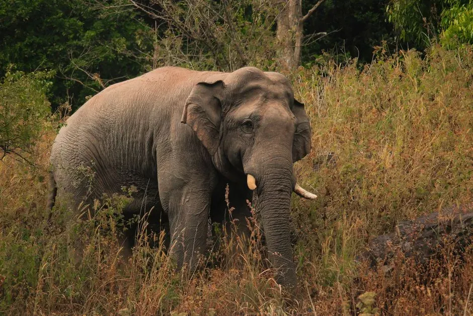 13. Asian Elephant (Image Credits: Pexels)