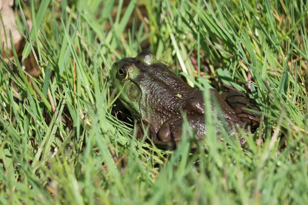 The Frogs That Changed Color in a Nuclear Wasteland (Image Credits: Unsplash)